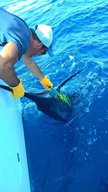 Blue Marlin Cavalier & Blue Marlin Sport Fishing Gran Canaria