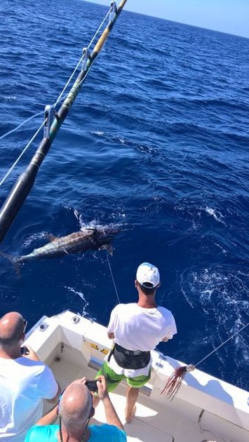 6 Blue Marlin släppt Cavalier & Blue Marlin Sport Fishing Gran Canaria
