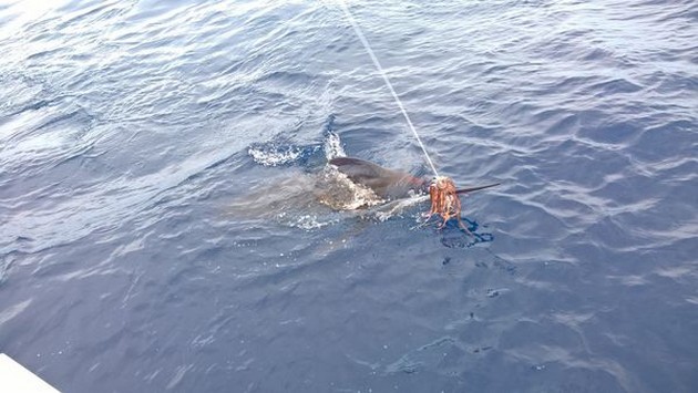 Release Me Cavalier & Blue Marlin Sport Fishing Gran Canaria