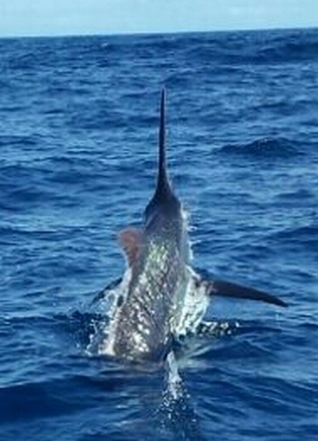 Jumping Blue Marlin Cavalier & Blue Marlin Sport Fishing Gran Canaria