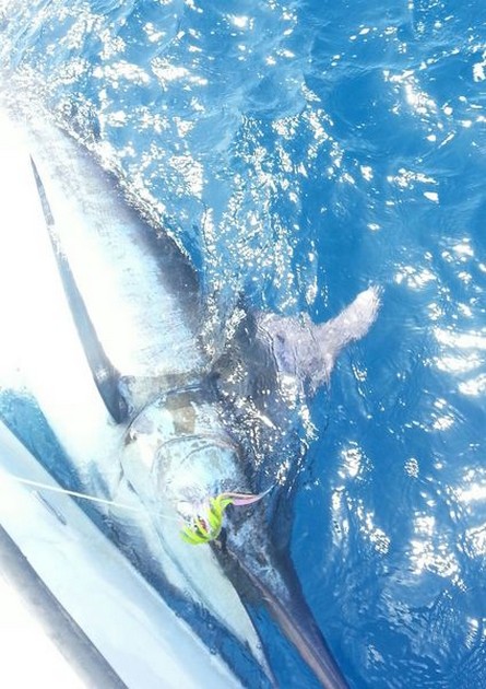 Blue Marlin Cavalier & Blue Marlin Sport Fishing Gran Canaria