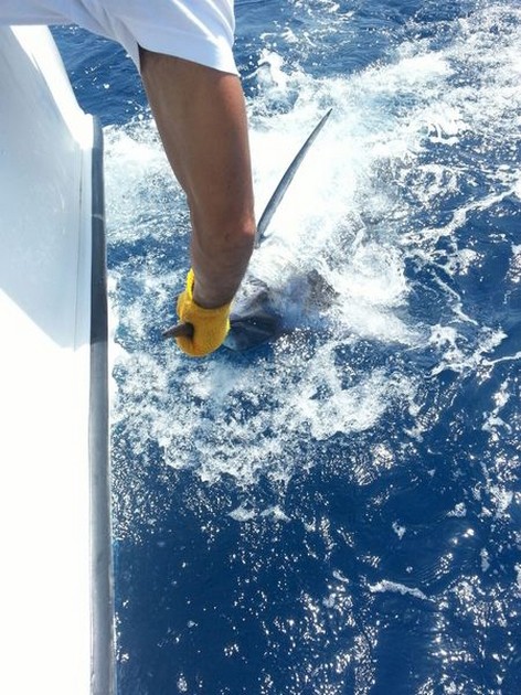 Blue Marlin Cavalier & Blue Marlin Sport Fishing Gran Canaria