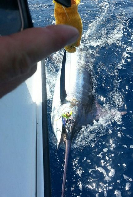 Blue Marlin Cavalier & Blue Marlin Sport Fishing Gran Canaria