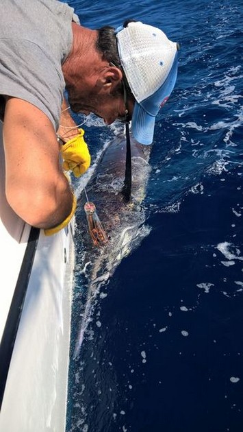 200 & 270 kg Blue Marlin released Cavalier & Blue Marlin Sport Fishing Gran Canaria