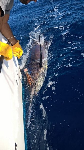 Release Me Cavalier & Blue Marlin Sport Fishing Gran Canaria