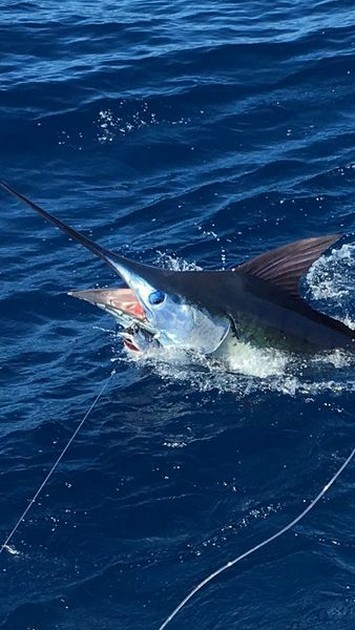 David Hallen released 600 lbs Blue Marlin Cavalier & Blue Marlin Sport Fishing Gran Canaria