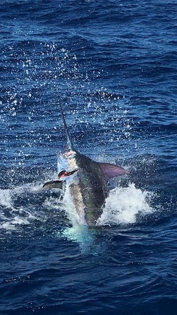 Blue Marlin - Hooked up Cavalier & Blue Marlin Sport Fishing Gran Canaria