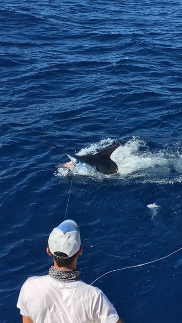 Blue Marlin 600 lbs - Blue marlin  caught and released by the Cavalier Cavalier & Blue Marlin Sport Fishing Gran Canaria