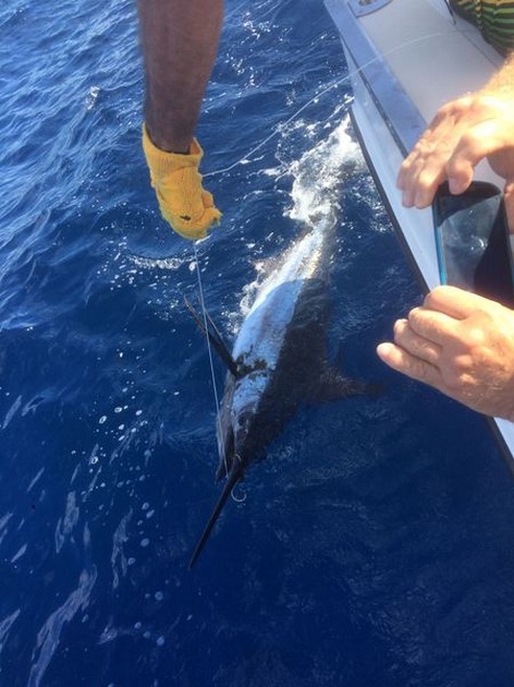 120 kg Blue Marlin released by Michael Swift Cavalier & Blue Marlin Sport Fishing Gran Canaria
