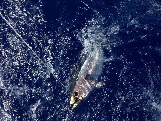 3 Albacores släppt! Cavalier & Blue Marlin Sport Fishing Gran Canaria