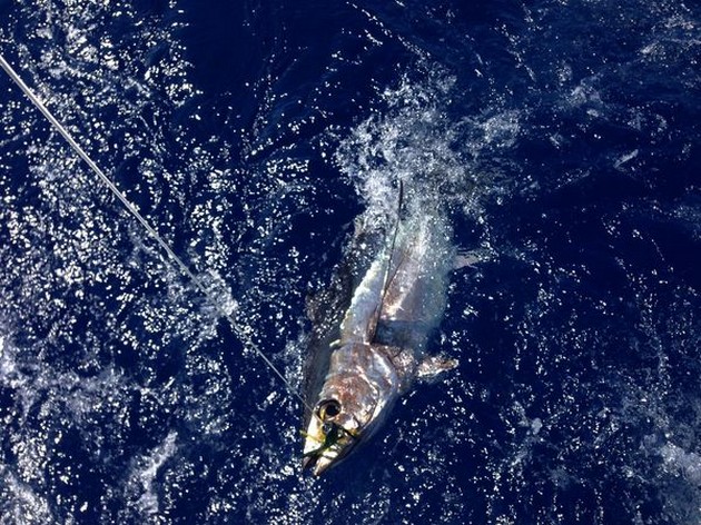 Albacore Release Cavalier & Blue Marlin Sport Fishing Gran Canaria
