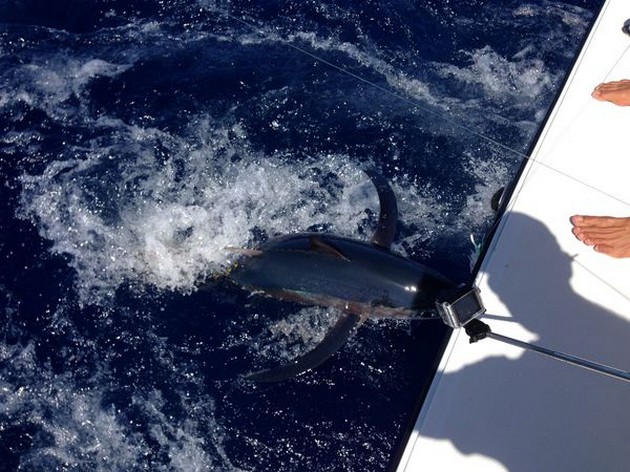 Albacore Release Cavalier & Blue Marlin Sport Fishing Gran Canaria