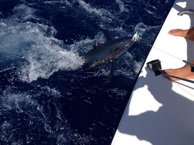 Albacore Release Cavalier & Blue Marlin Sport Fishing Gran Canaria