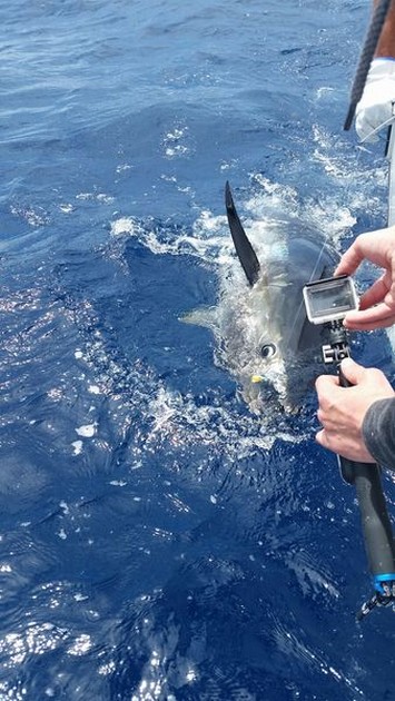Bluefin Tuna Cavalier & Blue Marlin Sport Fishing Gran Canaria