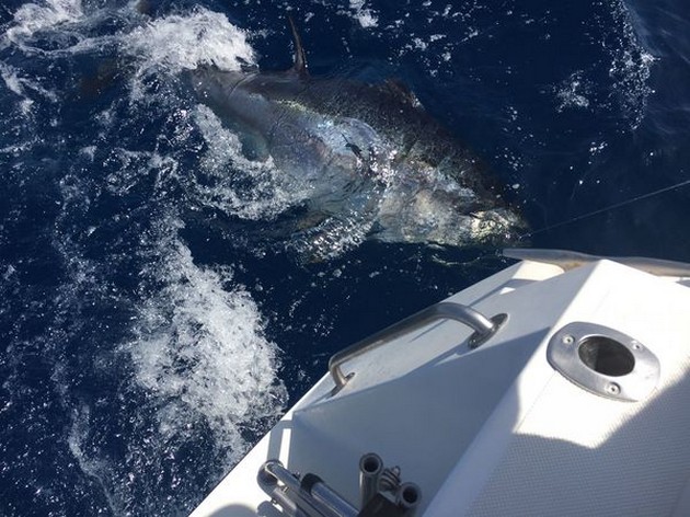 Bluefin Tuna Cavalier & Blue Marlin Sport Fishing Gran Canaria