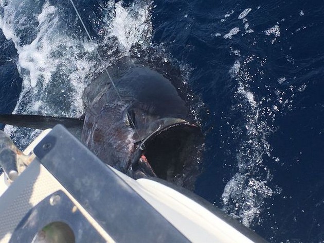Bluefin Tuna Cavalier & Blue Marlin Sport Fishing Gran Canaria