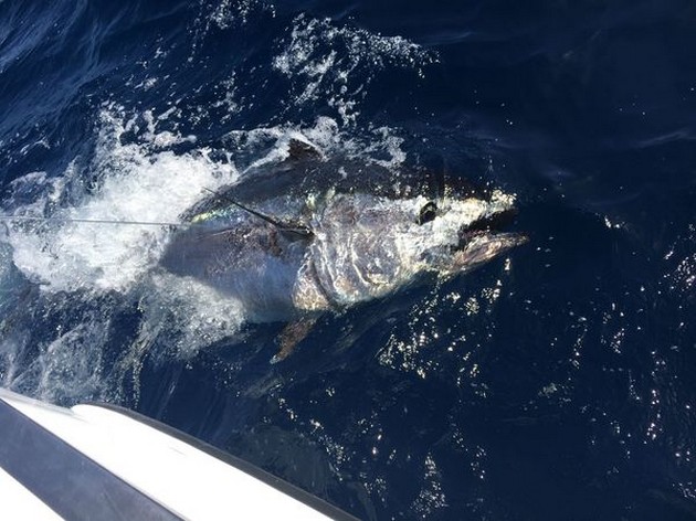 Bluefin Tuna Cavalier & Blue Marlin Sport Fishing Gran Canaria