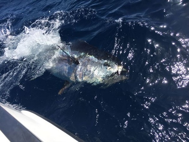 Bluefin Tuna Cavalier & Blue Marlin Sport Fishing Gran Canaria