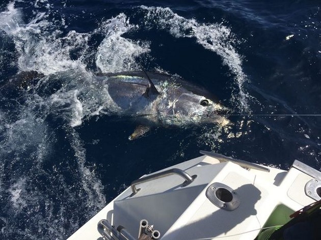 Cavalier released 320 kg Bluefin Tuna Cavalier & Blue Marlin Sport Fishing Gran Canaria