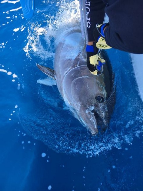 Cavalier släppte sin andra Bluefin Tuna Cavalier & Blue Marlin Sport Fishing Gran Canaria