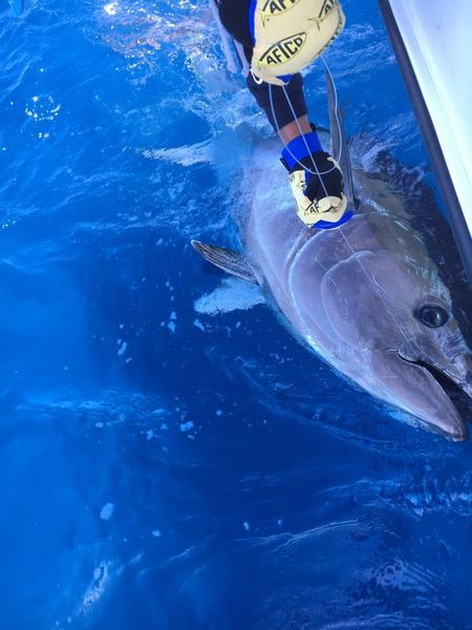 280 kg Bluefin Cavalier & Blue Marlin Sport Fishing Gran Canaria