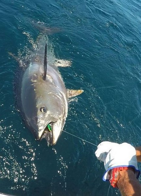 188 ton Blauwvin Tonijn Cavalier & Blue Marlin Sport Fishing Gran Canaria