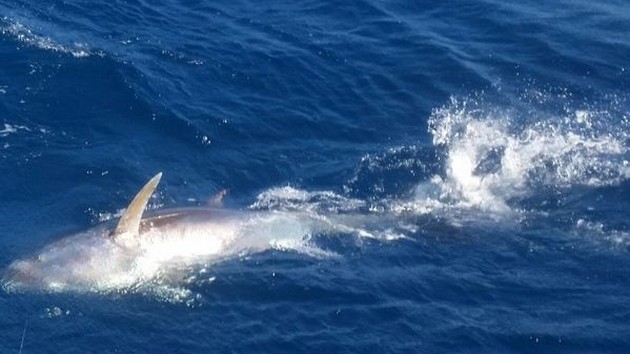 March Photo Archive 2017 Cavalier & Blue Marlin Sport Fishing Gran Canaria