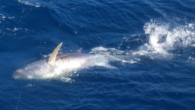 Bluefin Tuna Cavalier & Blue Marlin Sport Fishing Gran Canaria