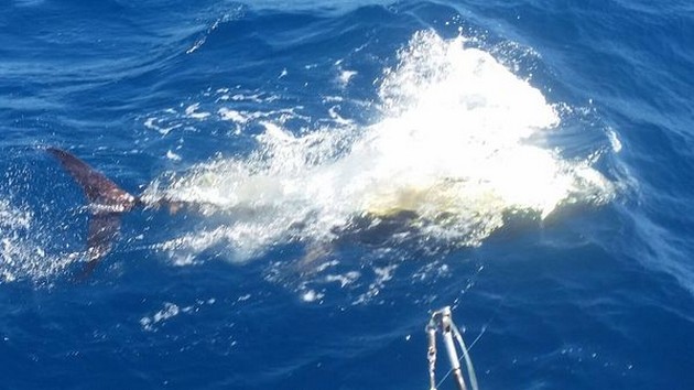 Bluefin Tuna Cavalier & Blue Marlin Sport Fishing Gran Canaria