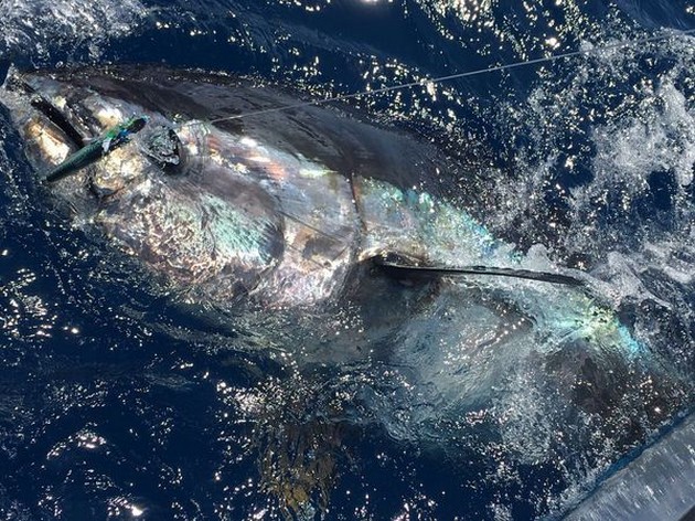 Bluefin Tuna Cavalier & Blue Marlin Sport Fishing Gran Canaria
