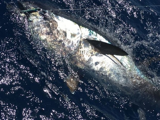 Nice Catch - Nice catch on the boat Cavalier Cavalier & Blue Marlin Sport Fishing Gran Canaria