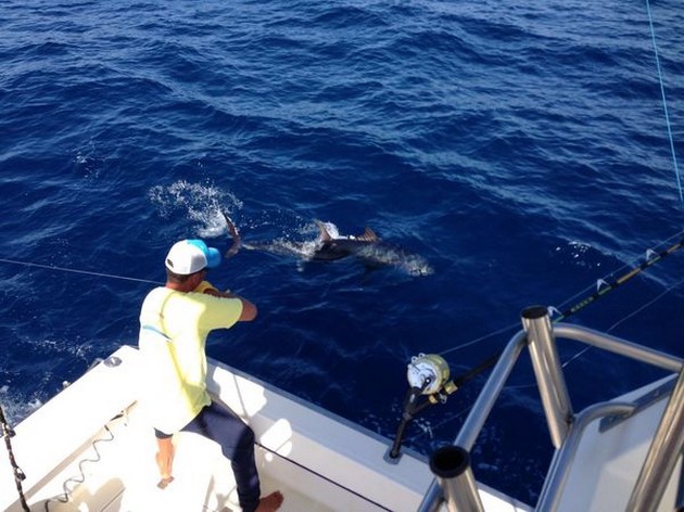 Hooked Up Cavalier & Blue Marlin Sport Fishing Gran Canaria