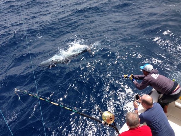 Bluefin Tuna Cavalier & Blue Marlin Sport Fishing Gran Canaria