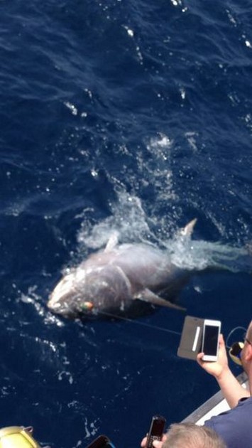 Bluefin Tuna Cavalier & Blue Marlin Sport Fishing Gran Canaria