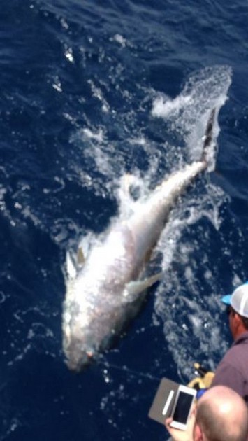 Bluefin Tuna Cavalier & Blue Marlin Sport Fishing Gran Canaria