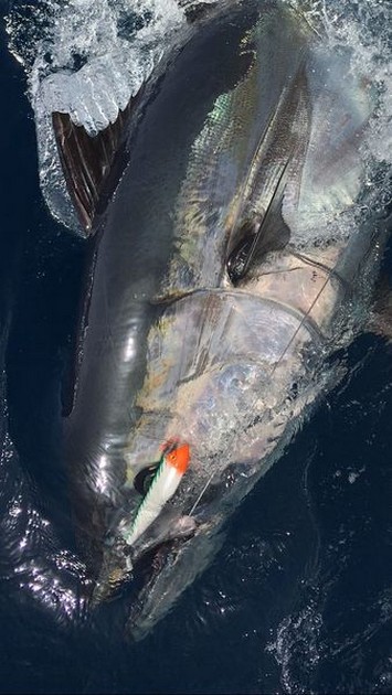 Bluefin number 7 and 8 on one trip Cavalier & Blue Marlin Sport Fishing Gran Canaria