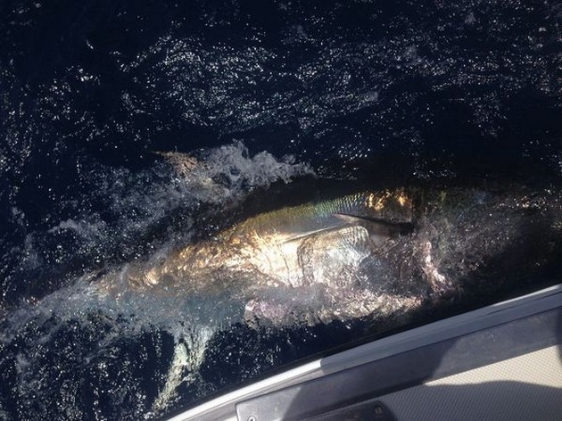 Bluefin Tuna Cavalier & Blue Marlin Sport Fishing Gran Canaria