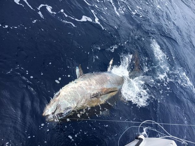 Bluefin Tuna - 250 kg Bluefin Tuna Cavalier & Blue Marlin Sport Fishing Gran Canaria
