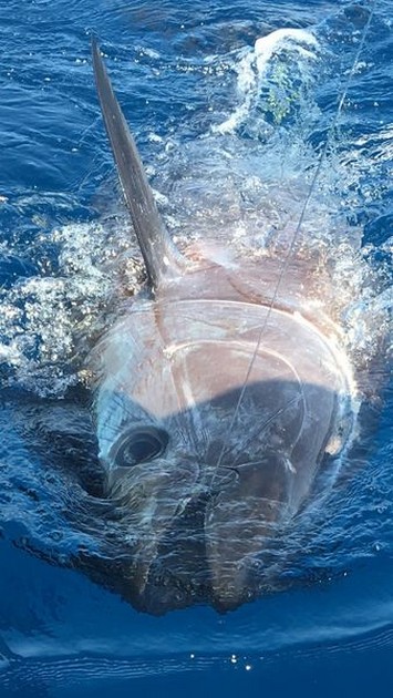 Bluefin Tuna - 440 lbs Bluefin Tuna released by Siegfried Schmidt Cavalier & Blue Marlin Sport Fishing Gran Canaria