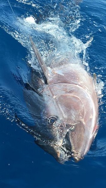 440 lbs Bluefin Tuna released Cavalier & Blue Marlin Sport Fishing Gran Canaria