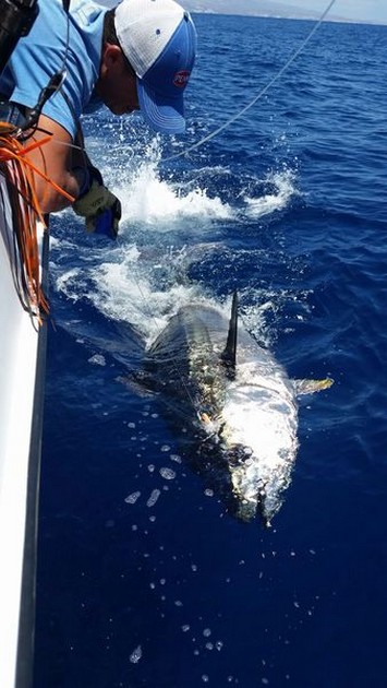 200 & 250 kg Blåfenad tonfisk Cavalier & Blue Marlin Sport Fishing Gran Canaria