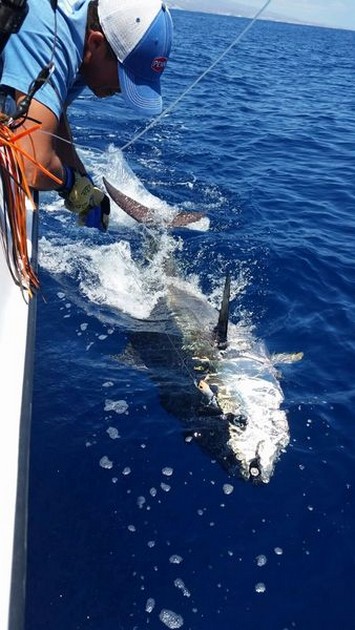 Bluefin Tuna Cavalier & Blue Marlin Sport Fishing Gran Canaria