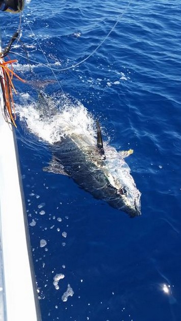 Bluefin Tuna Cavalier & Blue Marlin Sport Fishing Gran Canaria