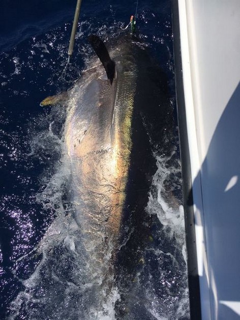 Bluefin Tuna Cavalier & Blue Marlin Sport Fishing Gran Canaria