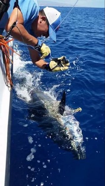 Bluefin Tuna released by Pascal Wetsels from Holland Cavalier & Blue Marlin Sport Fishing Gran Canaria