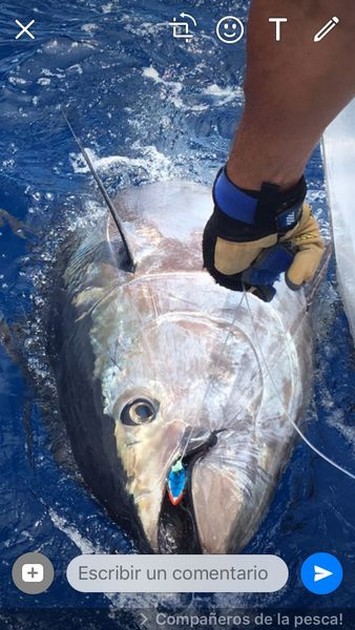 Cavalier caught this morning their 14th and 15th Bluefin of the season Cavalier & Blue Marlin Sport Fishing Gran Canaria