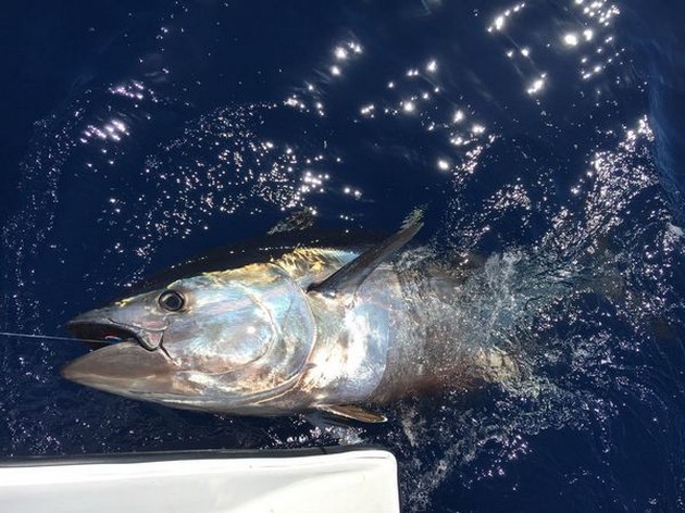 Bluefin Tuna Cavalier & Blue Marlin Sport Fishing Gran Canaria