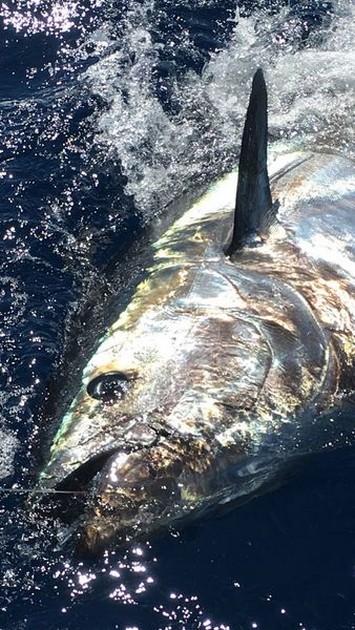 Bluefin Tuna Cavalier & Blue Marlin Sport Fishing Gran Canaria