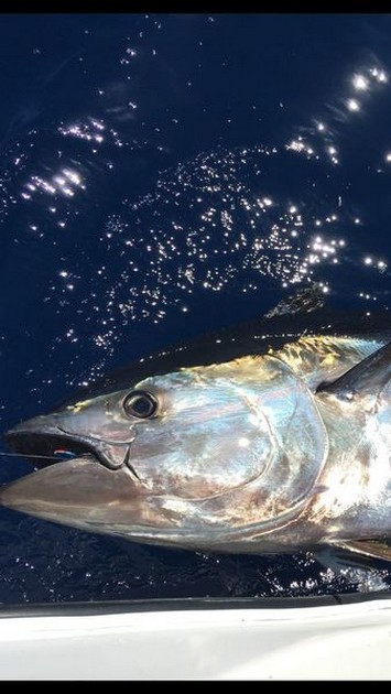Bluefin Tuna Cavalier & Blue Marlin Sport Fishing Gran Canaria