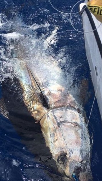 Bluefin Tuna Cavalier & Blue Marlin Sport Fishing Gran Canaria